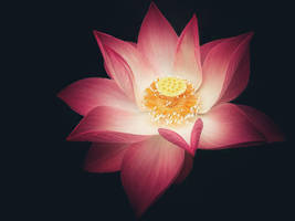 Love of Lotus