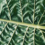 Green Waves