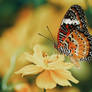 Painted Wings
