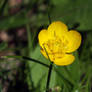 Ranunculus repens