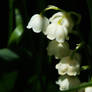 Lily Of The Valley