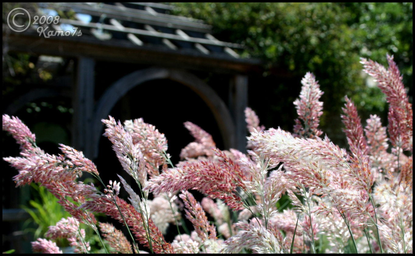 Pink Wheat