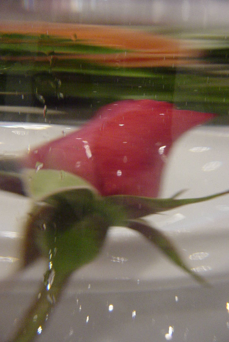 Red Roses Underwater underwater rose by Vodka2 on DeviantArt