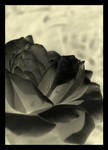 black rose by aripi