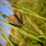 portrait of a butterfly