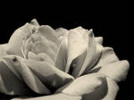 poem by aripi