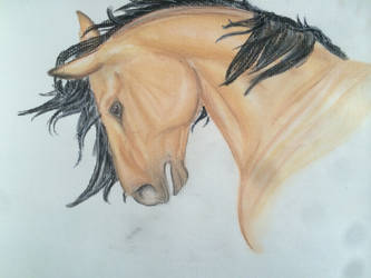 Chalk Pastel Buckskin Horse