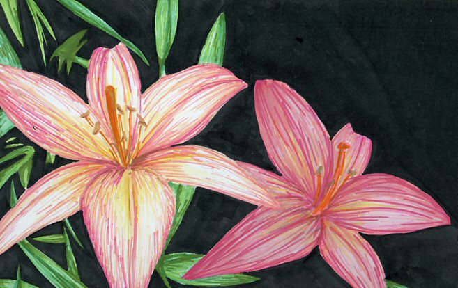 a pair of lillies