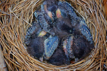 Baby Blue Birds