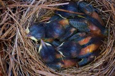 Baby Bluebirds 2