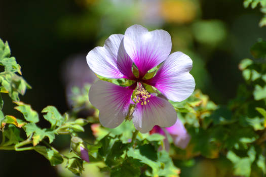 Pollen Petals.