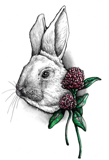 Rabbit and Clovers