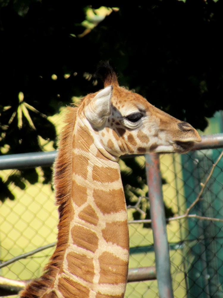 giraffe2