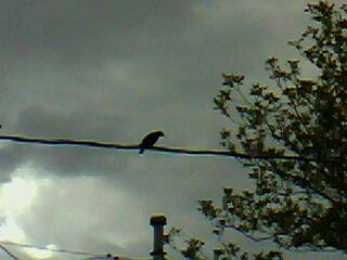 Dramatized Bird on Wire