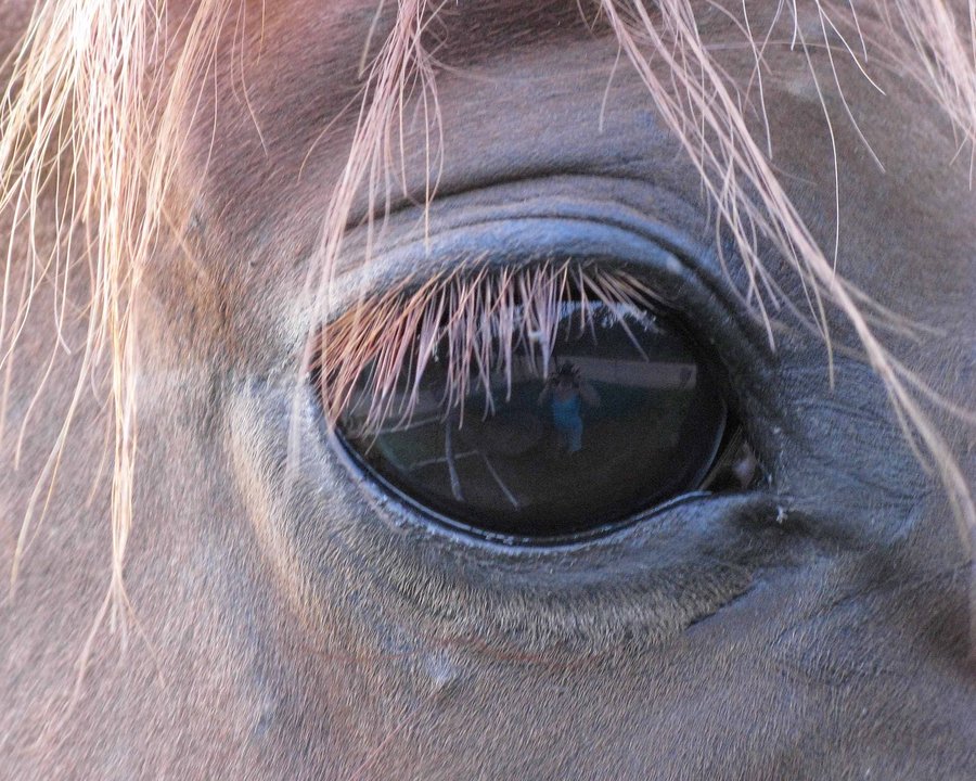 Horses Eye Reflection