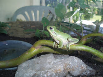 My frog Pic 2