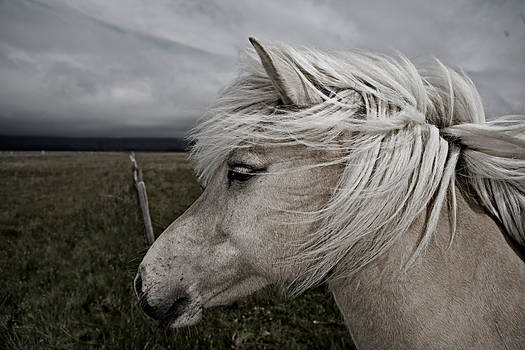 Icelandic horse