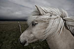 Icelandic horse by neis69