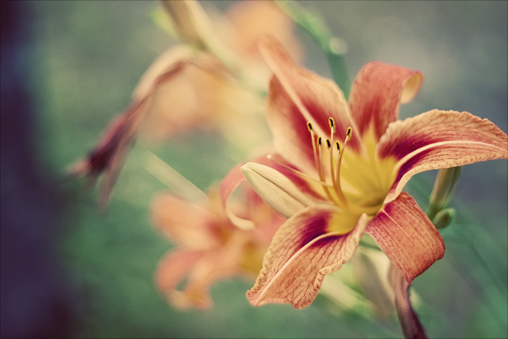 Flowers in Graveyard