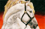 White Horse by kiwimuncher