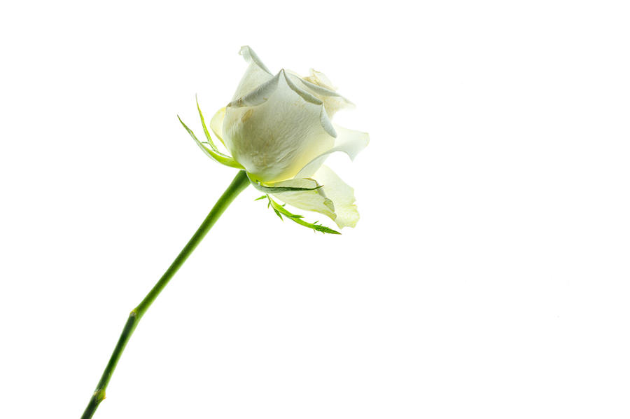 White Rose- [Volume One]