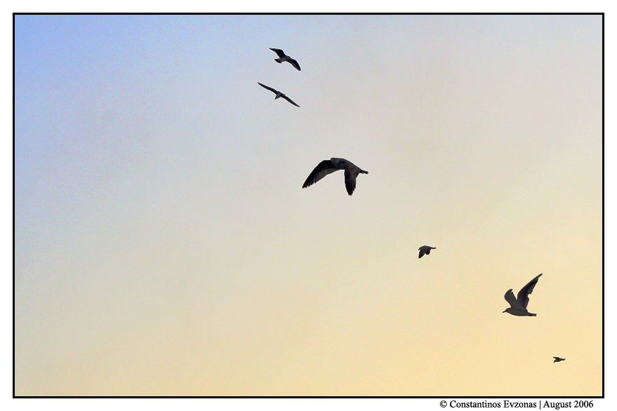 fly away ...to freedom