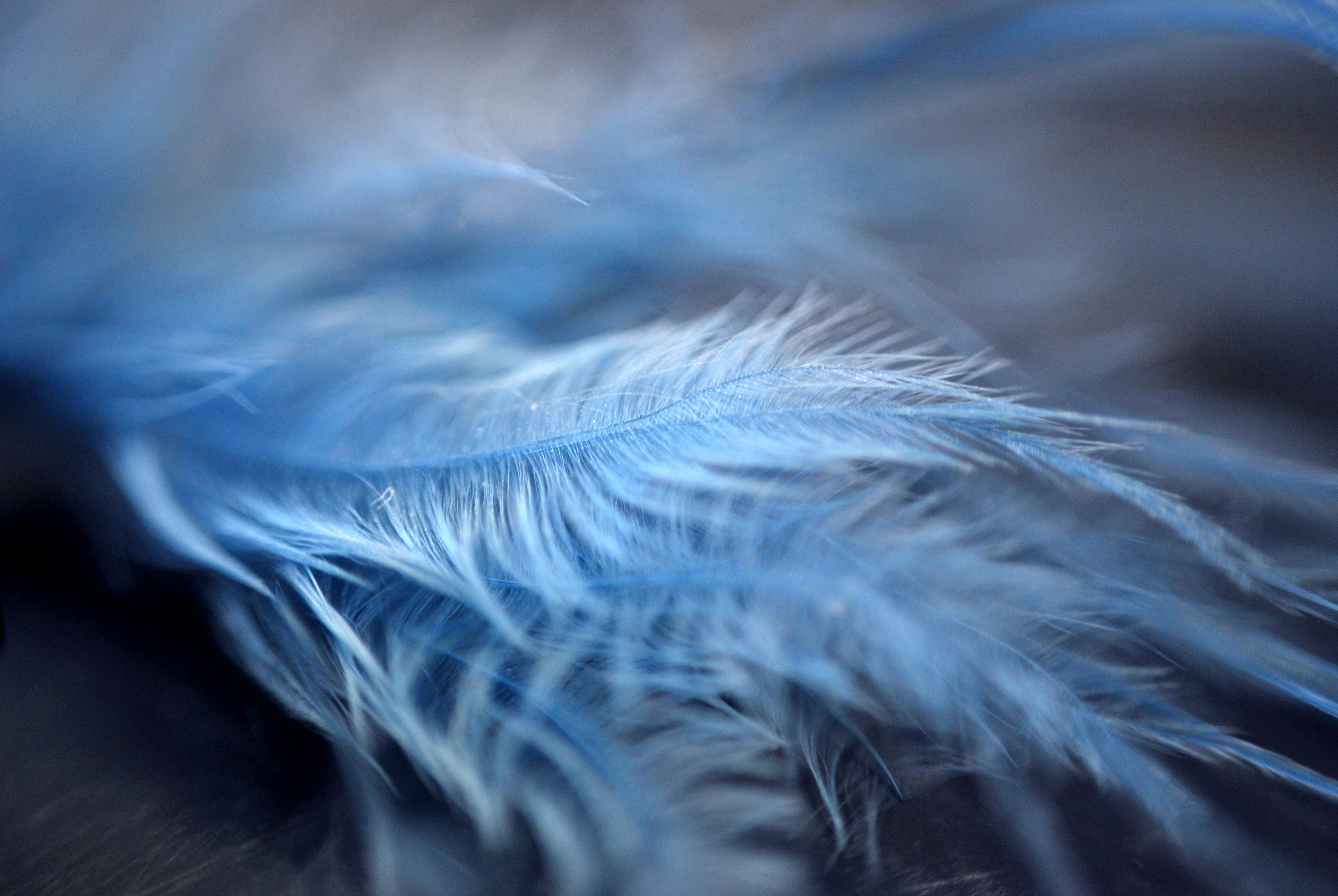 Feathers