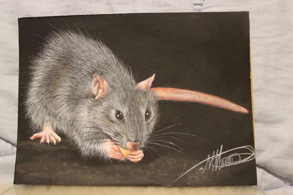 Rat Deviantart Rat by marciov92 on DeviantArt