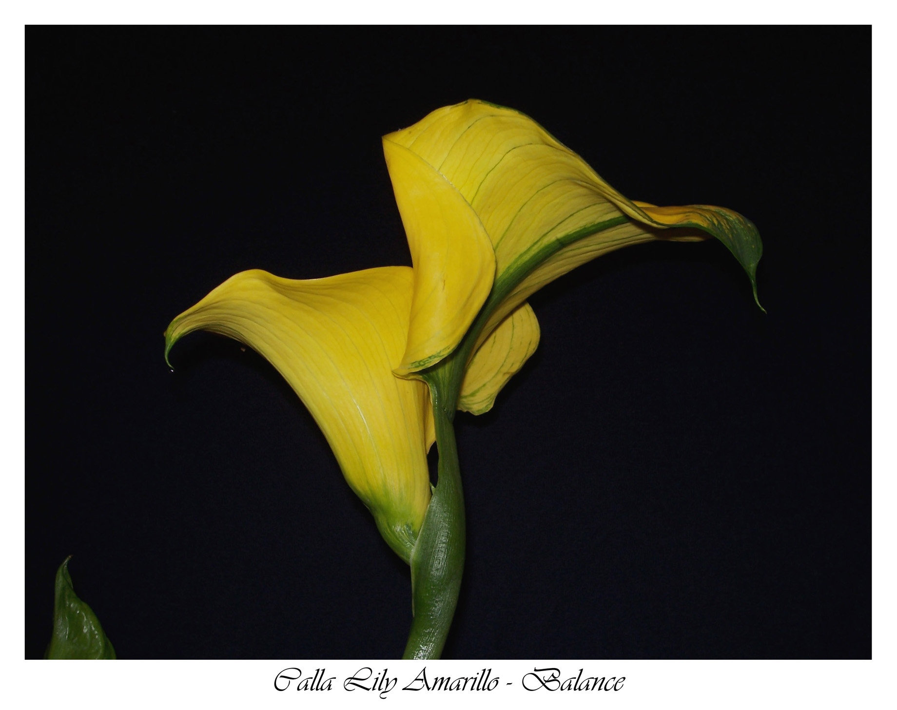 Calla Lily Amarillo- Balance