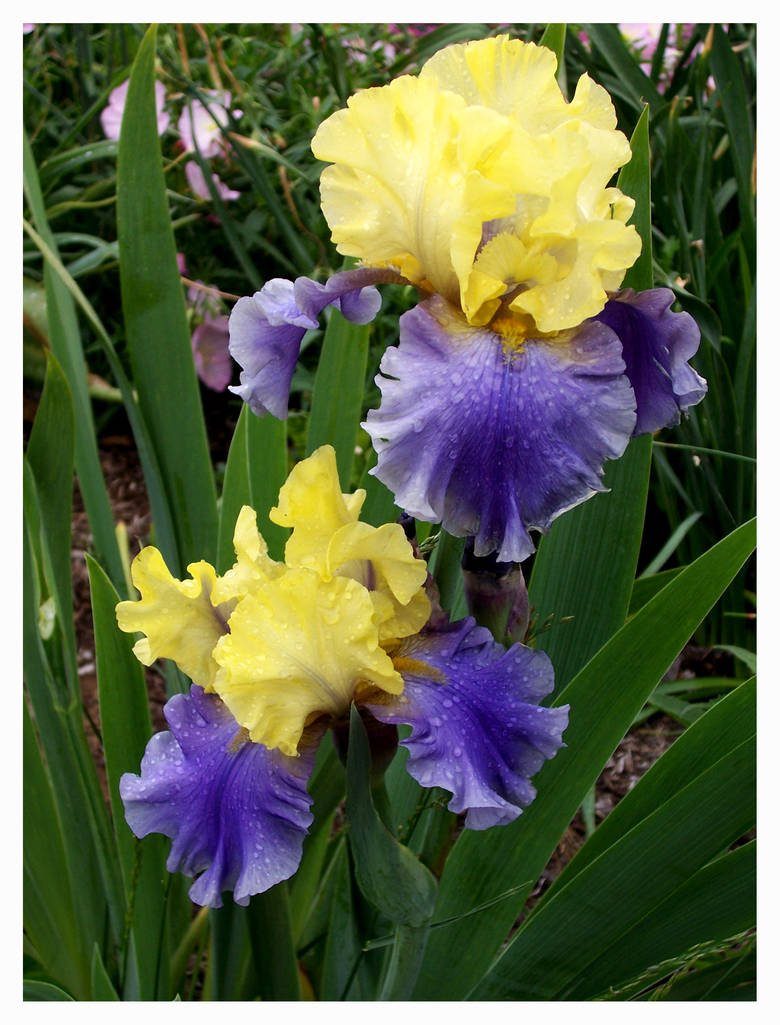 Bi-color Irises by bataleigh on DeviantArt