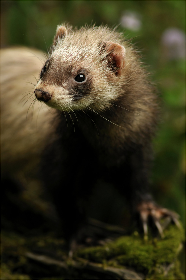 Mustelidae