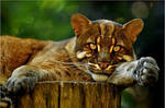 Golden eye by Svenimal