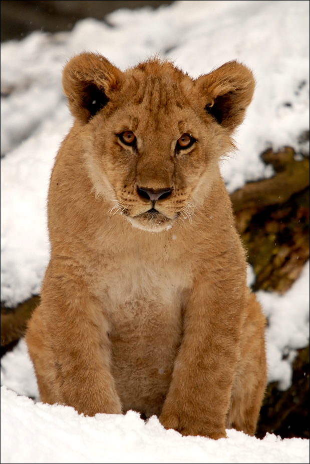 I'm a snowy lion