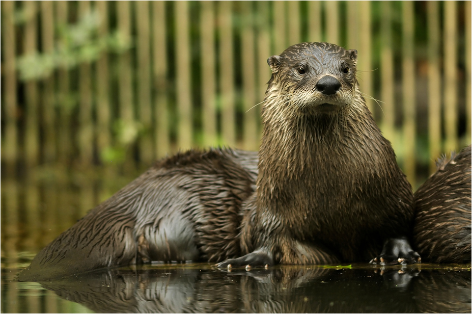 Wolf of the river