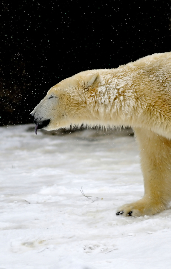 Snow tastes funny