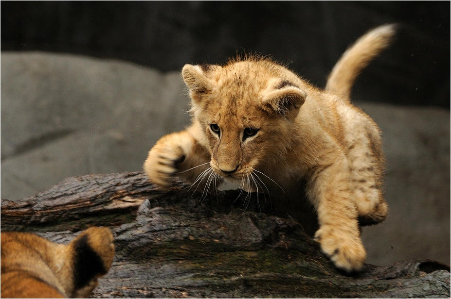 Pouncing by Svenimal on DeviantArt