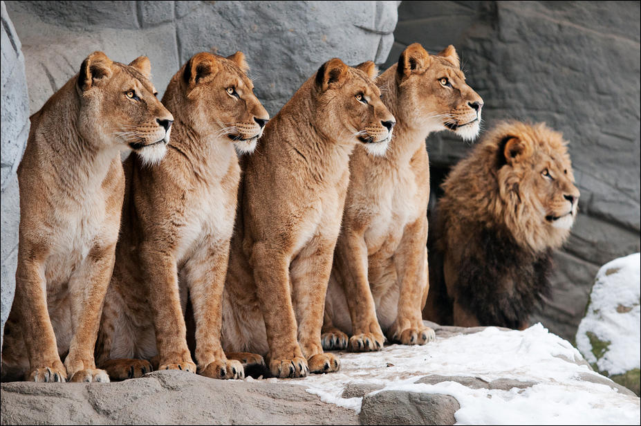 Family photo by Svenimal Family photo by Svenimal