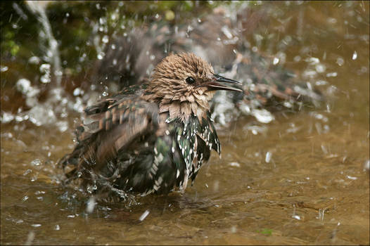 Wet bird