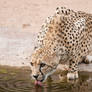 At the waterhole