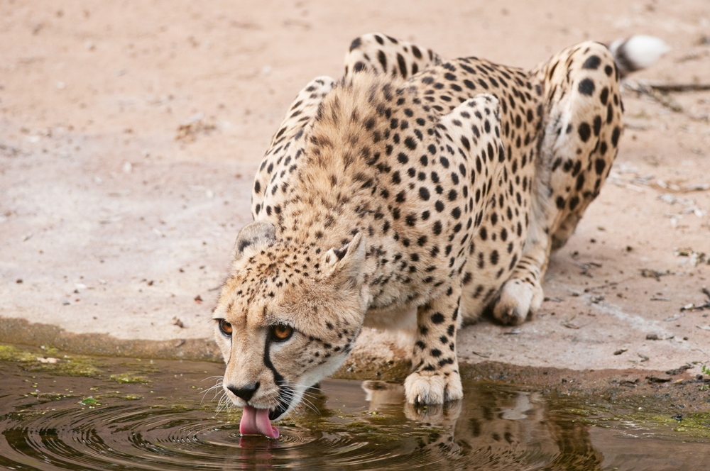 At the waterhole