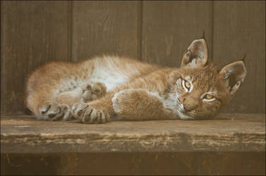 Tired youngster by Svenimal