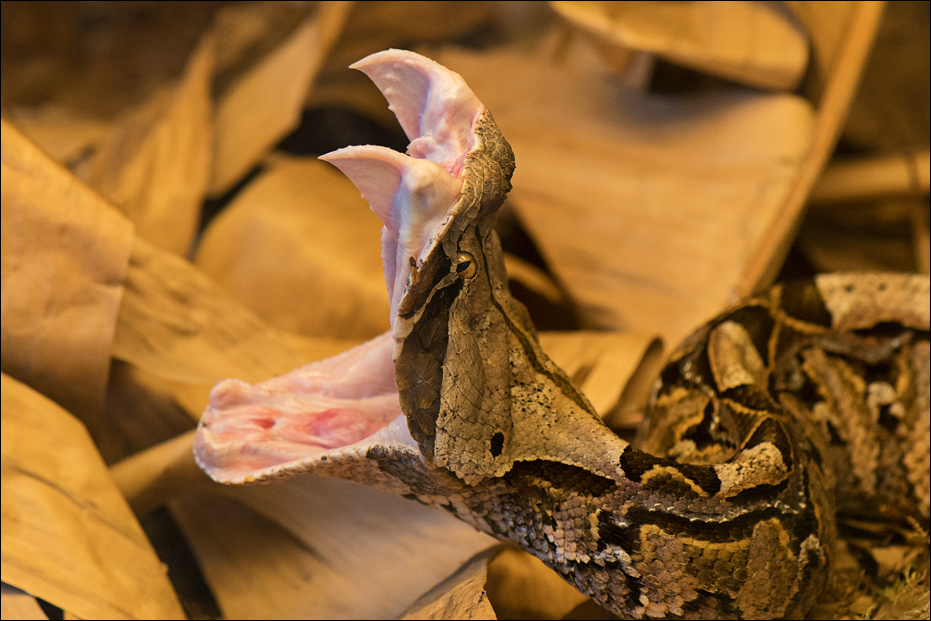 Teeth