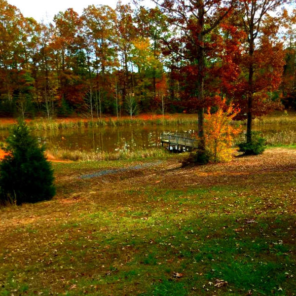 Fiery Leaves Surrounding A Pond