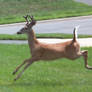 Running Buck