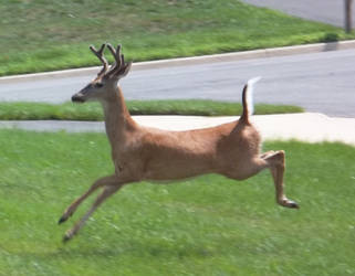 Running Buck