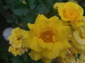 Yellow flowers