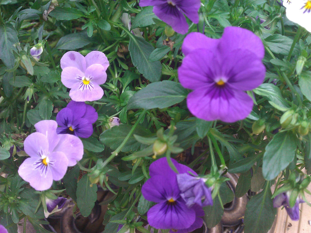 Purple pansies