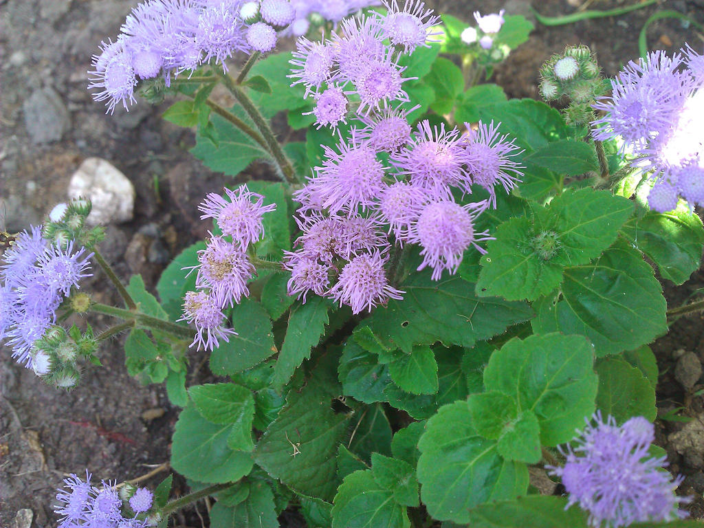 Purple flowers