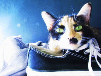 Converse Cat