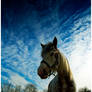 Horse and sky